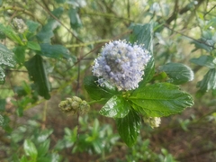 Ceanothus thyrsiflorus thyrsiflorus