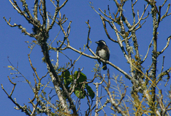 Stactolaema leucotis