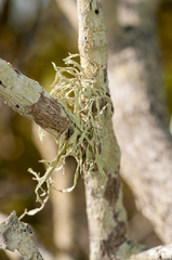 Ramalina pacifica