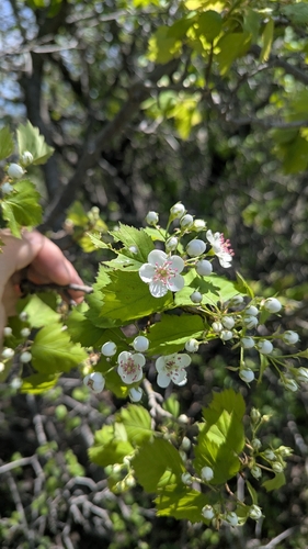Crataegus schuettei, photograph 6
