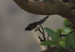 Rhipidura albogularis