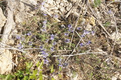 Veronica capsellicarpa