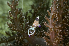 Ancylomenes magnificus