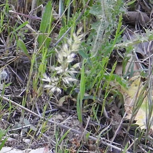 Trisetaria panicea observed 2026-05-16