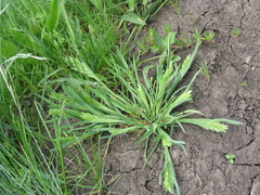 Sclerochloa dura