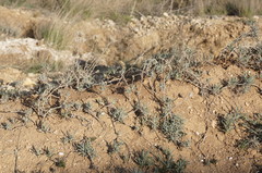 Jurinea stoechadifolia
