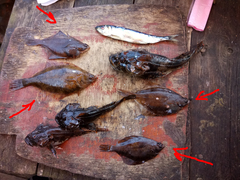 Limanda limanda