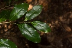 Casearia multinervosa