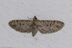 Eupithecia bolterii