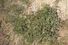Astragalus rupifragus