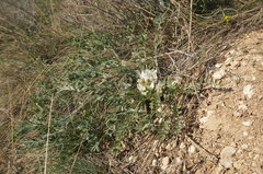 Astragalus rupifragus
