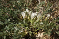 Astragalus rupifragus
