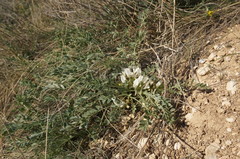 Astragalus rupifragus