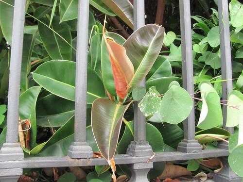 rubber plant