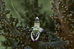 Ancylomenes magnificus