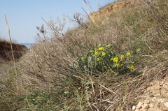 Odontarrhena tortuosa