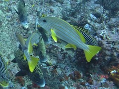 Plectorhinchus chrysotaenia