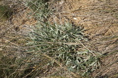 Galatella villosa