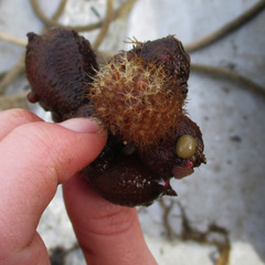 Boltenia echinata