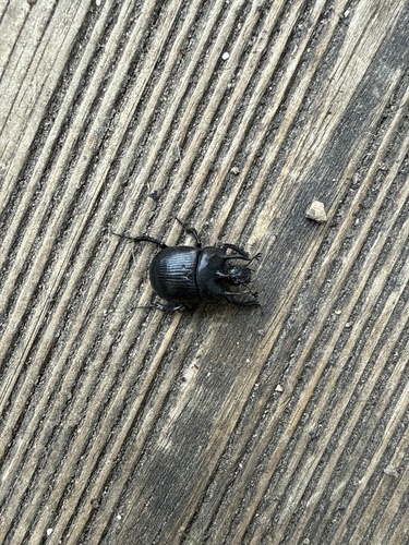 Minotaur Beetle