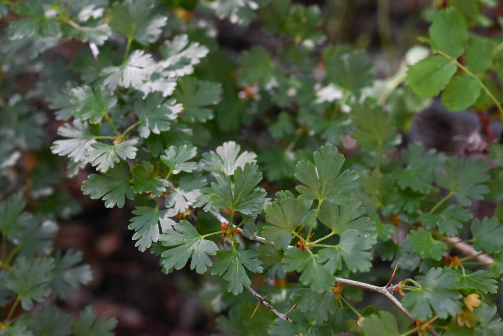 Ribes leptanthum; photograph (c) Anders Hastings, some rights reserved (CC BY)