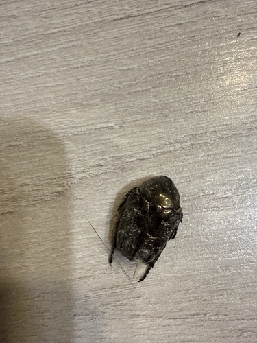 Marbled Rose-chafer