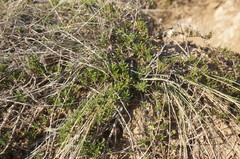 Thymus tauricus