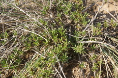 Thymus tauricus