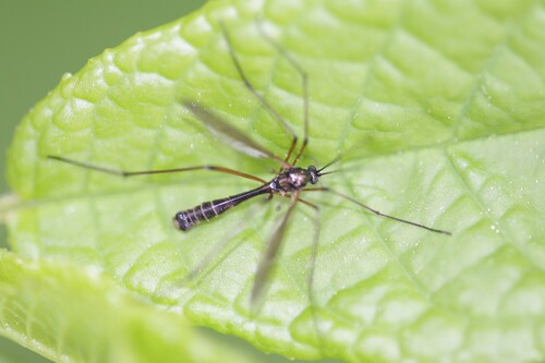 Ptychoptera minuta