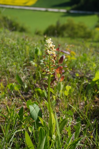 Pale orchid (Orchis pallens)