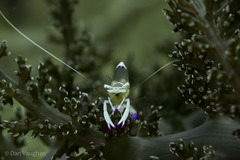 Ancylomenes magnificus