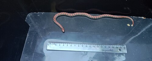 Bock's Ground Snake