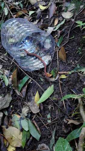 Bock's Ground Snake