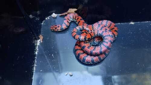 Bock's Ground Snake