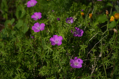 Bloody Cranesbill