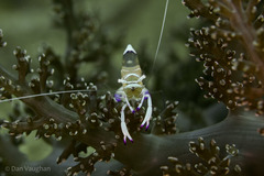 Ancylomenes magnificus