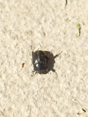 Pentodon bidens punctatus