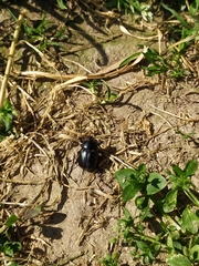 Pentodon bidens punctatus