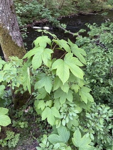 sycamore maple