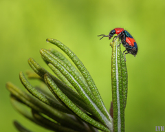 Dicranolaius bellulus