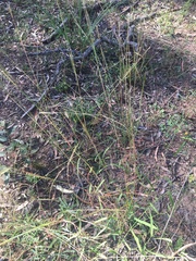 Bothriochloa decipiens