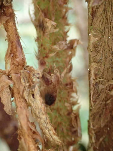 Polystichum ammifolium image