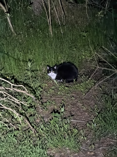 Domestic Cat