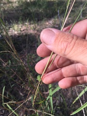 Bothriochloa decipiens