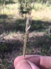 Bothriochloa decipiens