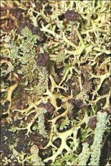 Cladonia ramulosa