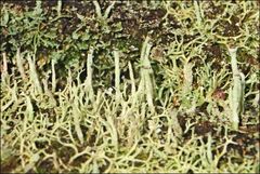 Cladonia rigida