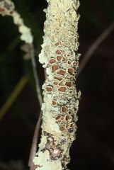 Flavoparmelia rutidota