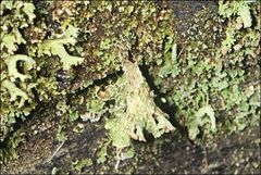 Thysanothecium scutellatum