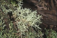 Usnea inermis